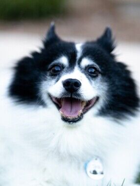 Meet your Posher, Tobie